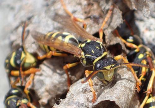 Polistes sp.